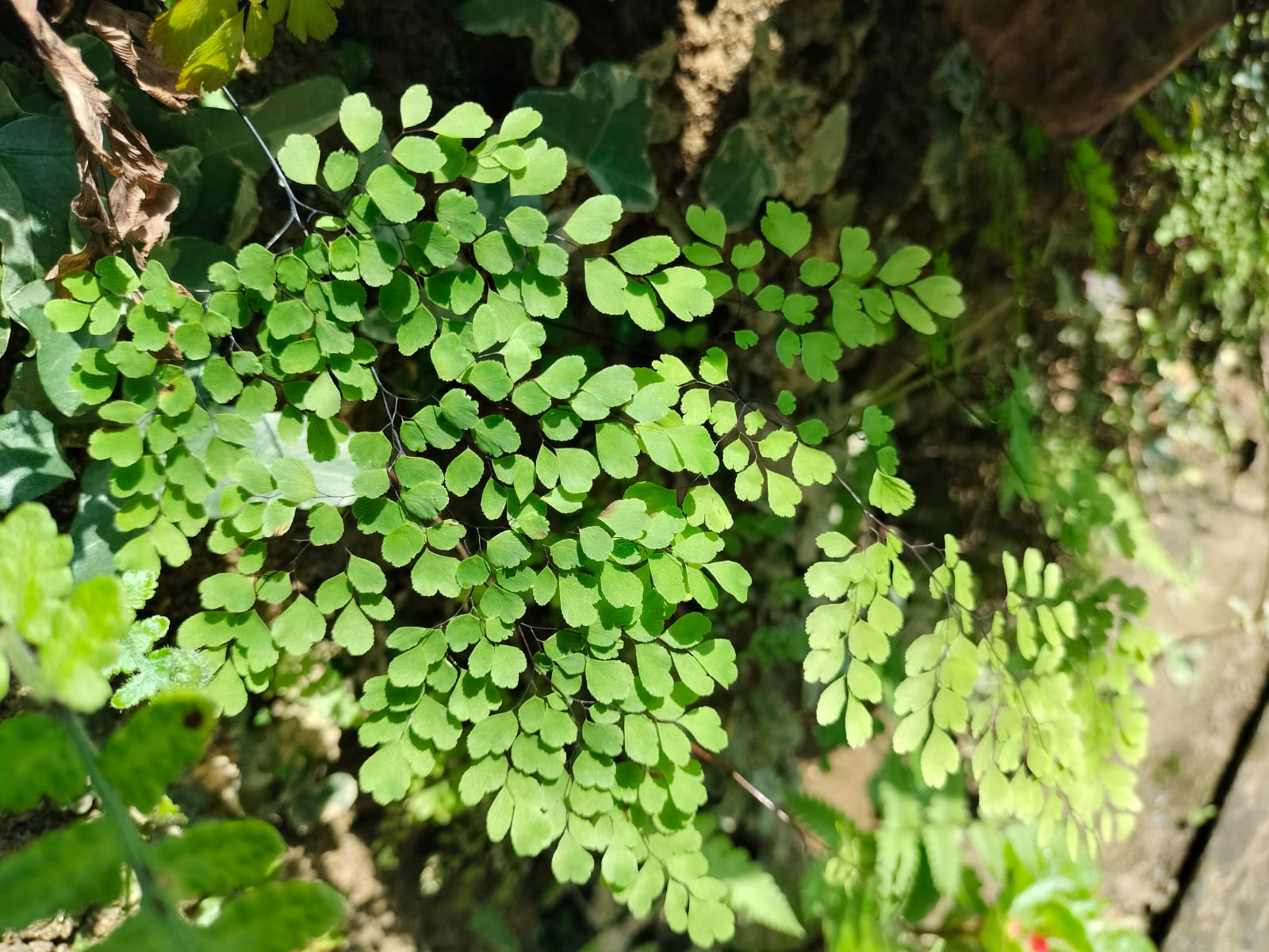 Read more about the article Exploring the Enchanting Ferns and Trees of Tabakoshi, Darjeeling